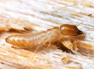 Identyfikacja suchym drewnem termity