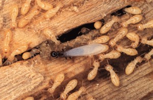 Termite skador
