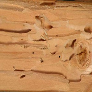 O termitów zapobiegania