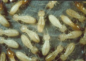Productos para el control de termitas