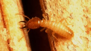 Termite typer