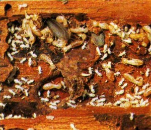 Période de termites sans traitement après la maison