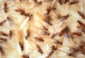 Regelbunden termit kontroll