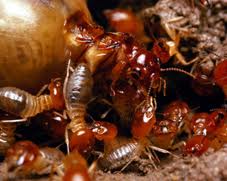 Professional termite costi di trattamento