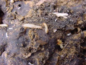 A propos de termites souterrains