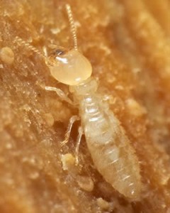 Hat der termite behandlung?