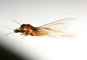 Hoe zich te ontdoen van vliegende termieten