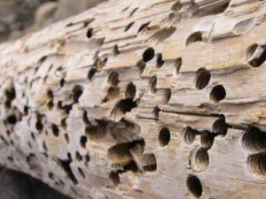 Prevención y control de las termitas