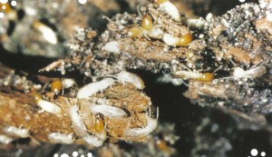 Qu'est-ce que les termites mangent?
