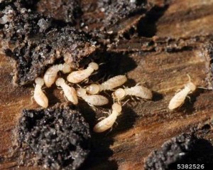 Des moyens efficaces pour protéger votre maison contre les termites