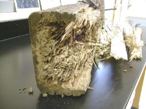 Fatti di danni dovuti alle termiti