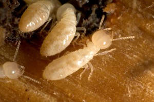 Identifiera termiter i ditt hus