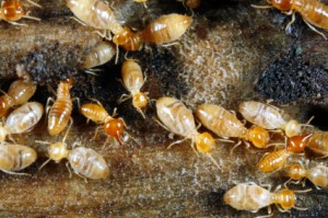 La inspección de su casa para las termitas