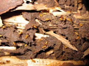 Wie termiten effektiv zu töten