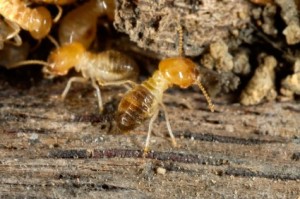 Comprobación de termitas activas