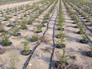 About drip irrigation systems