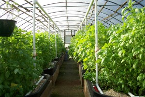 Greenhouse drip irrigation system