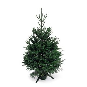 Χριστουγεννιάτικο δέντρο πότισμα των δέντρων