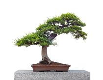Caring For Your Bonsai Treeb