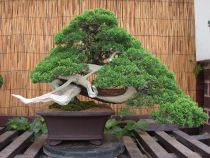 Caring about Juniper bonsai tree