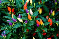 Caring For Ornamental Peppers