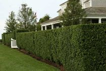 Shrubs Which Offer Privacy