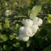 Caring For Snowberry Shrubs