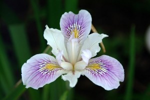 The iris – a mythological flower
