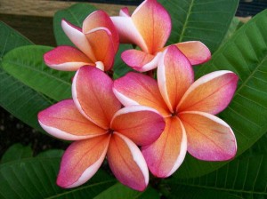 Blomster funnet på Hawaii