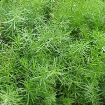 Caring about the Asparagus Fern