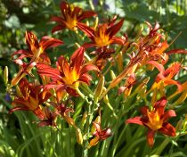 Omsorg For Daylilies