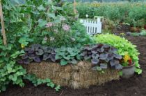 Gardening With Hay Bale