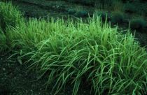 Velge Ornamental Grass for hagen din
